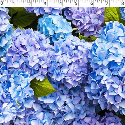 FLOWER FIELDS - HYDRANGEA