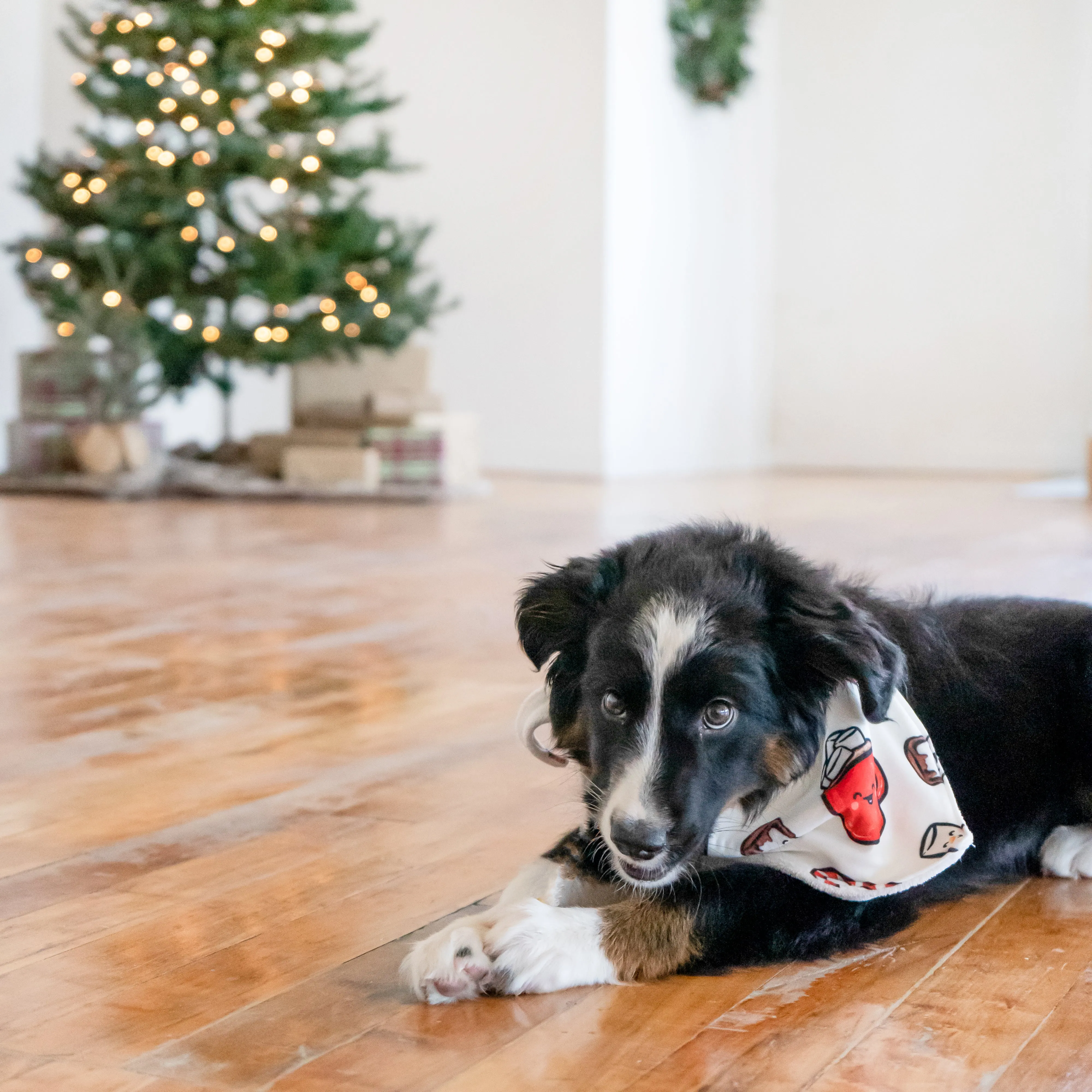 Holiday '24- Personalized Dog Bandana